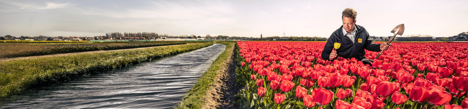 Man plukt een gele tulp in een veld met rode tulpen