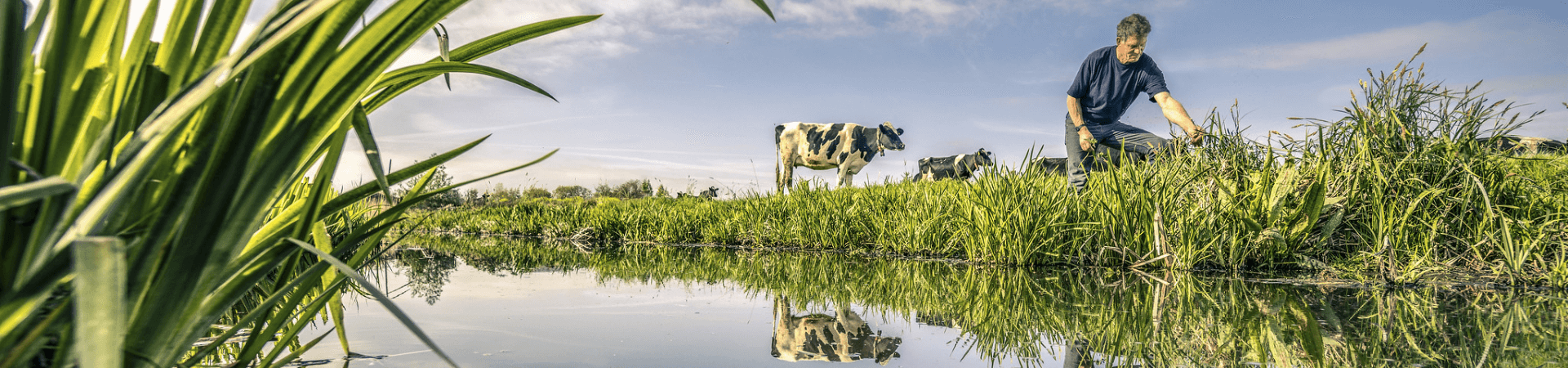 Man plukt gras langs de sloot met koeien op de achtergrond