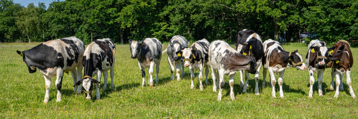 Koeien in een weiland met bomen op de achtergrond