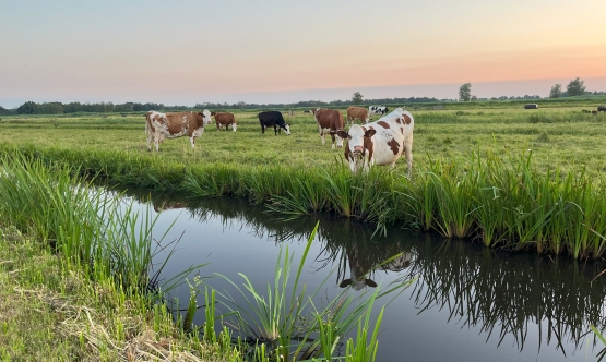koeien bij water