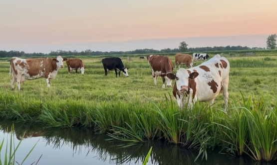 koeien bij water