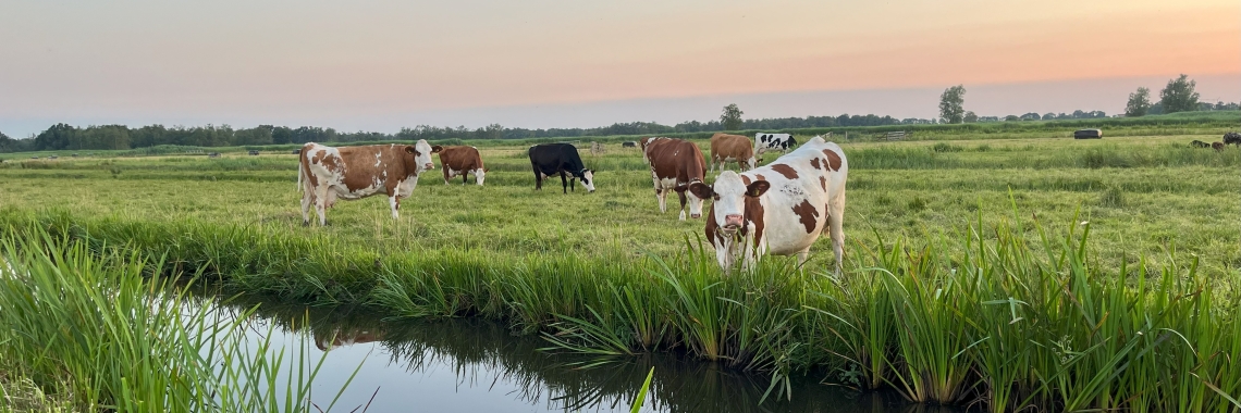 koeien bij water