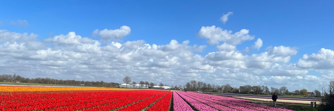 Tulpenveld