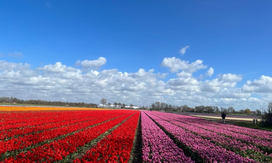 Tulpenveld